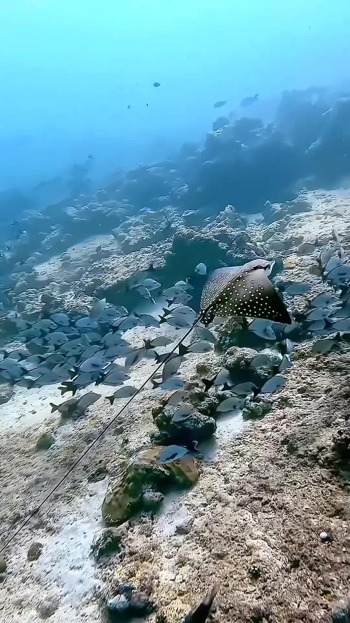 探秘海洋深处,欣赏绚丽的水下生物