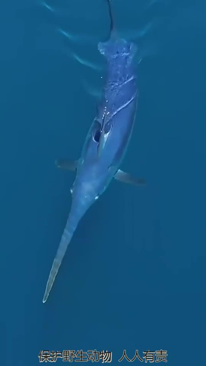 剑鱼:海洋中游速最快的鱼类之一