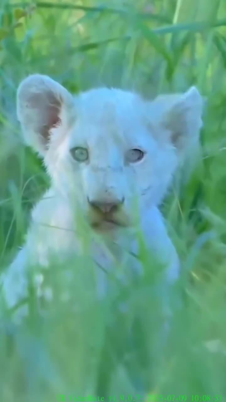 克鲁格国家公园白狮群的母狮和幼崽们