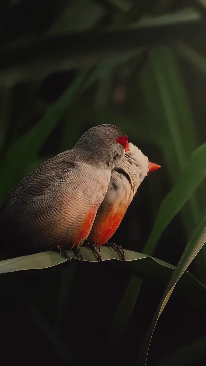 梅花雀的奇妙生活探索