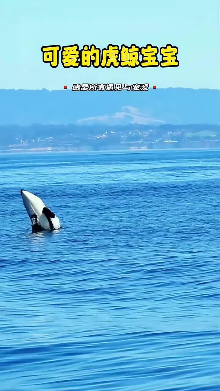 欢快的虎鲸幼崽,尽情嬉戏玩耍!