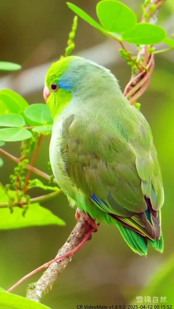 森林中的瑰宝,太平洋鹦鹉