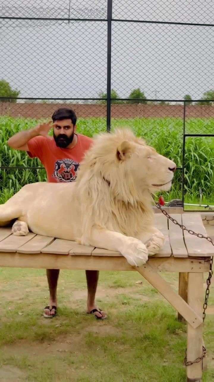 全心全意宠爱白狮