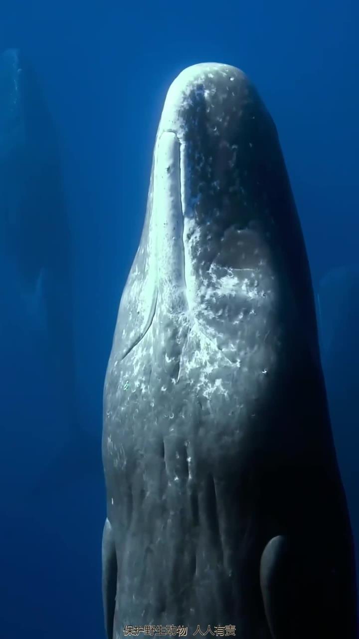 抹香鲸立正睡觉
