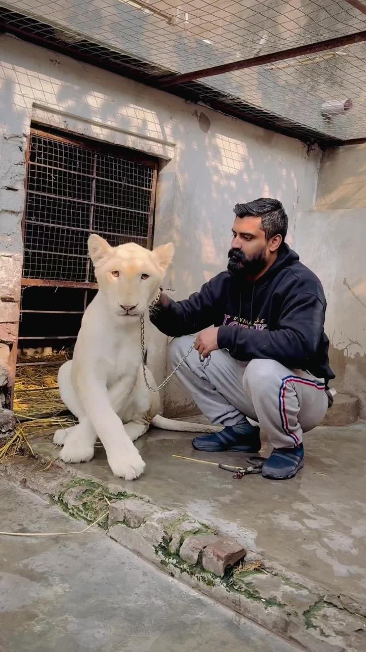 美丽的白狮令人惊叹