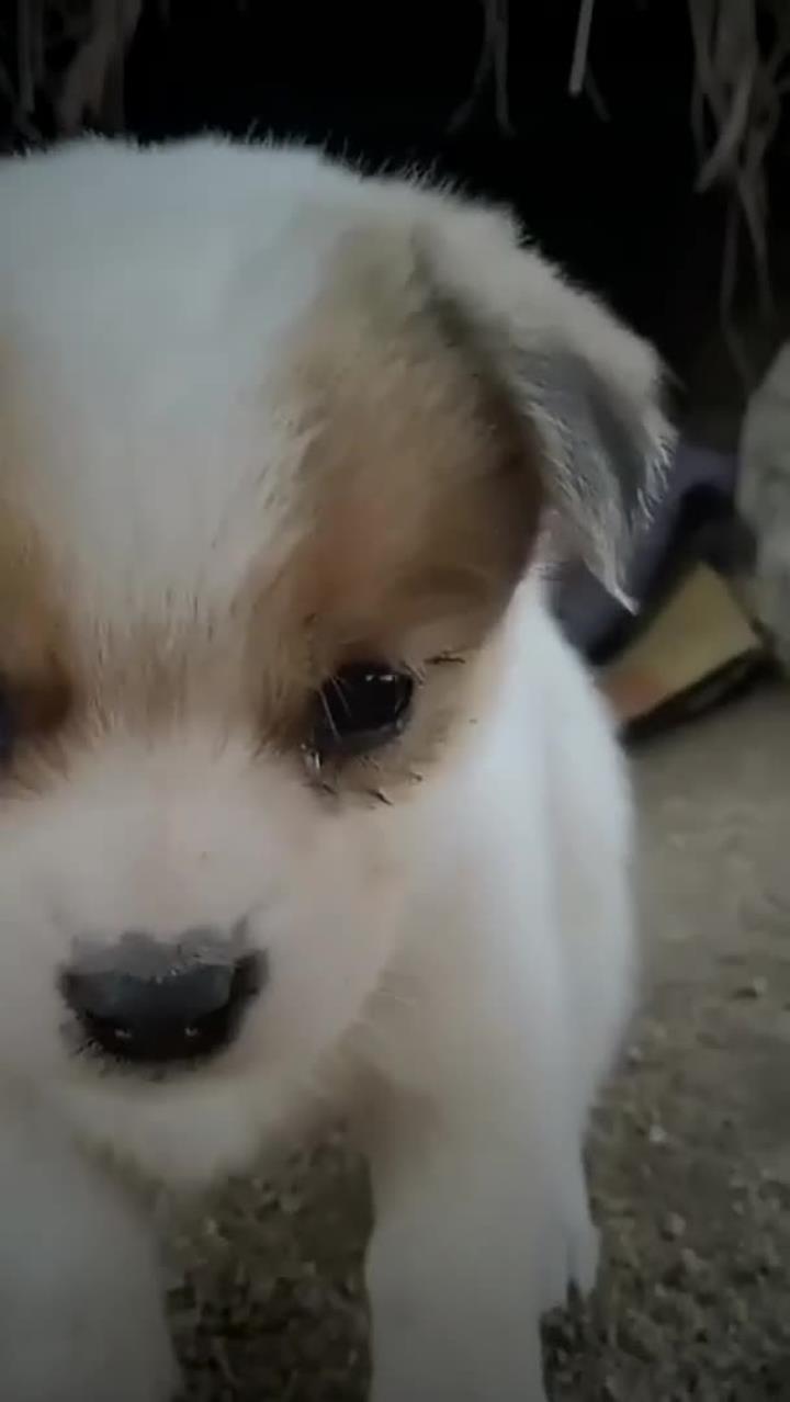 是你喜欢的小奶狗吗?