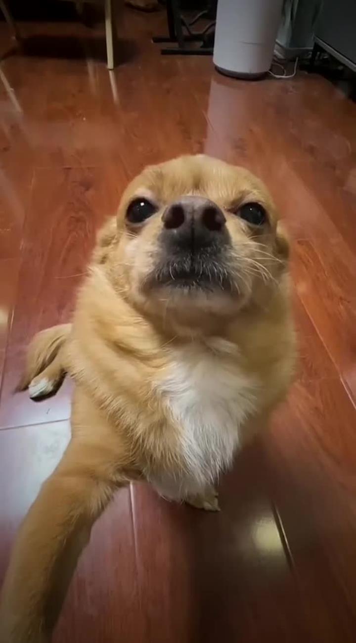 大家好,我是哈尼,偷了我爸的手机给你们拍一段