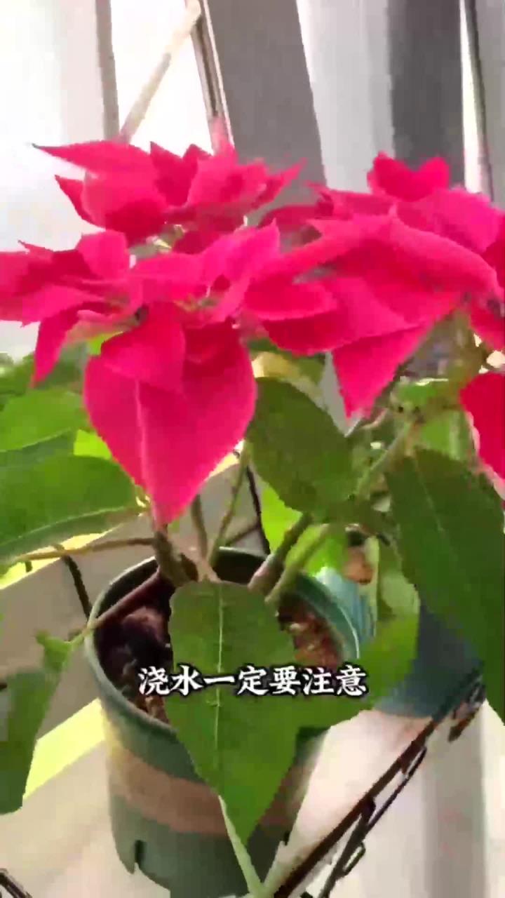 包含一品红怎么养殖方法的词条 包罗
一品红怎么养殖方法的词条（包罗是什么意思?） 养殖