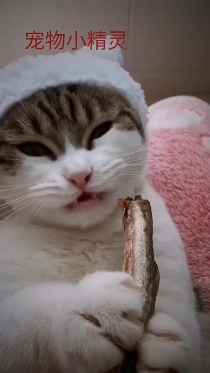猫咪吃小鱼干吃的好香