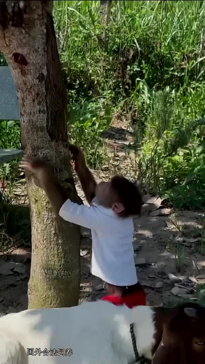 小猴子爬树摘果子