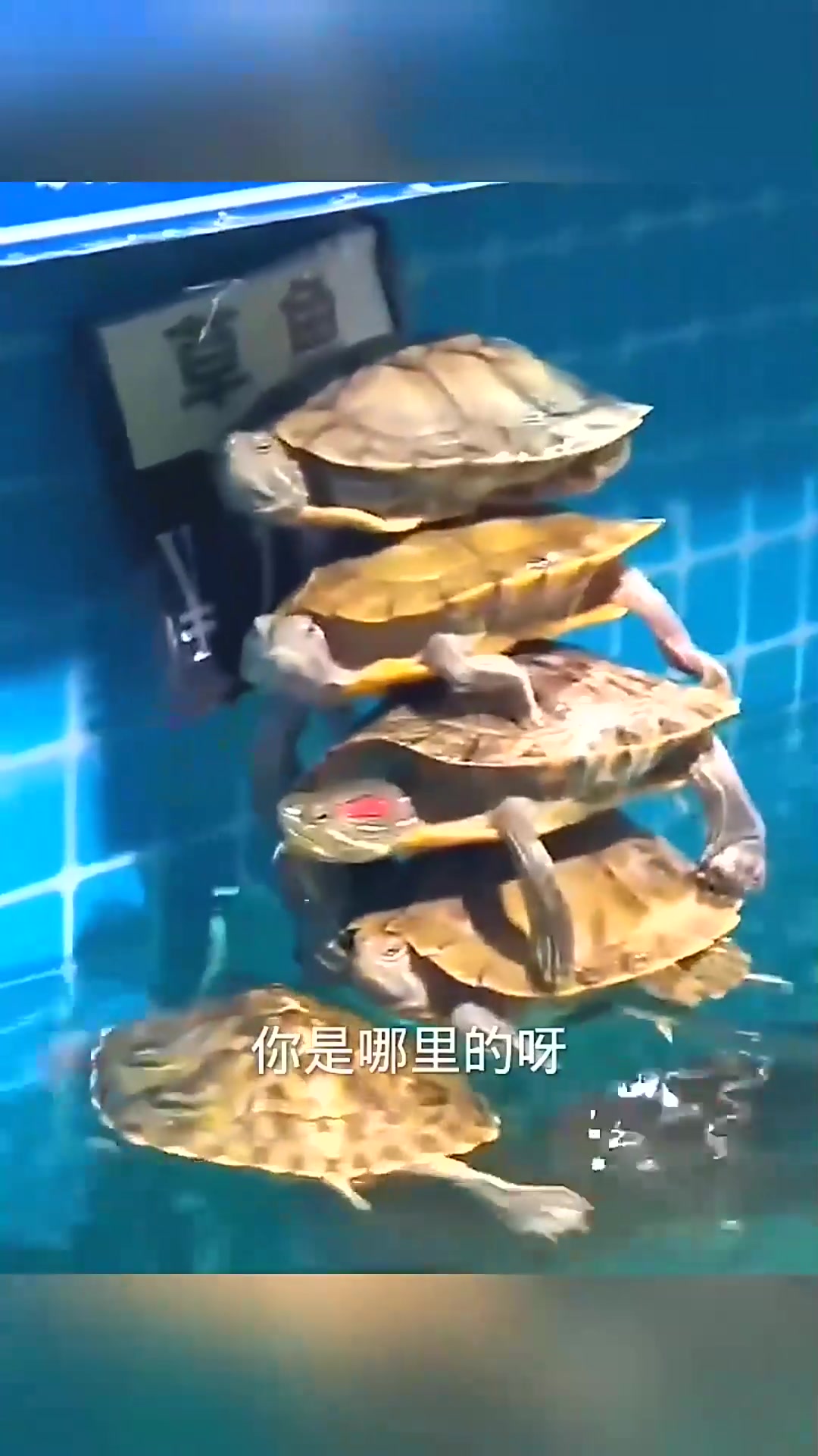 口号:天王盖地虎!下一句是什么?