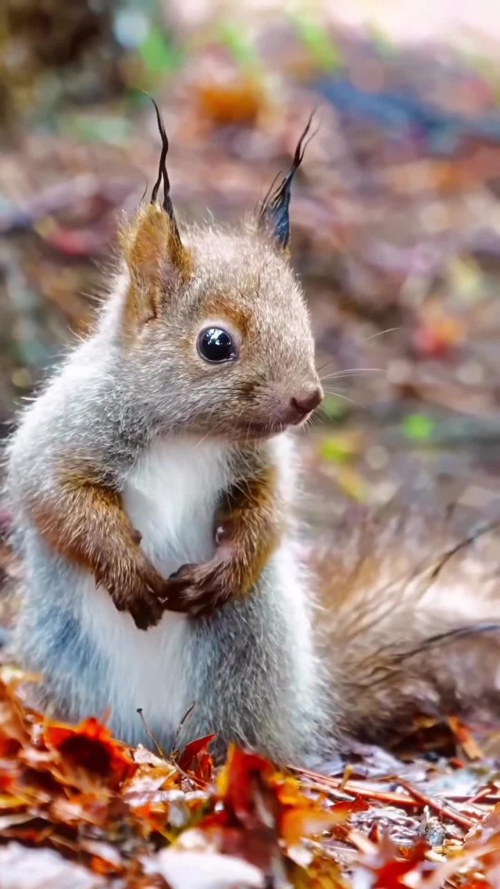 毛茸茸的松鼠宝宝,早晨被冷的瑟瑟发抖