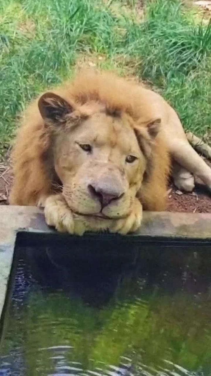 一头非常可爱的狮子