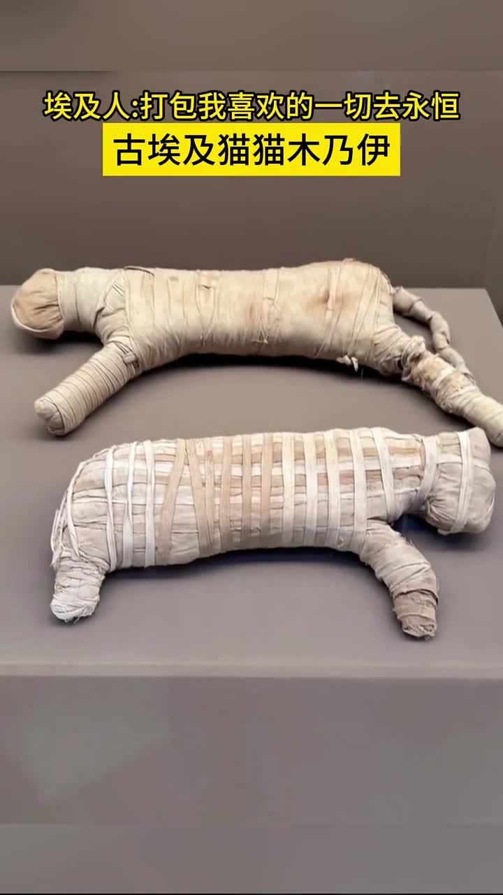 猫咪木乃伊背后的真实故事探寻,真相究竟如何呢
