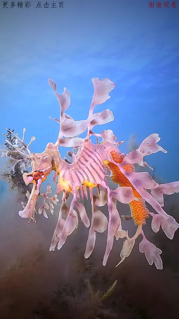 它叫叶海龙,看着像植物,其实是动物.海龙鱼目