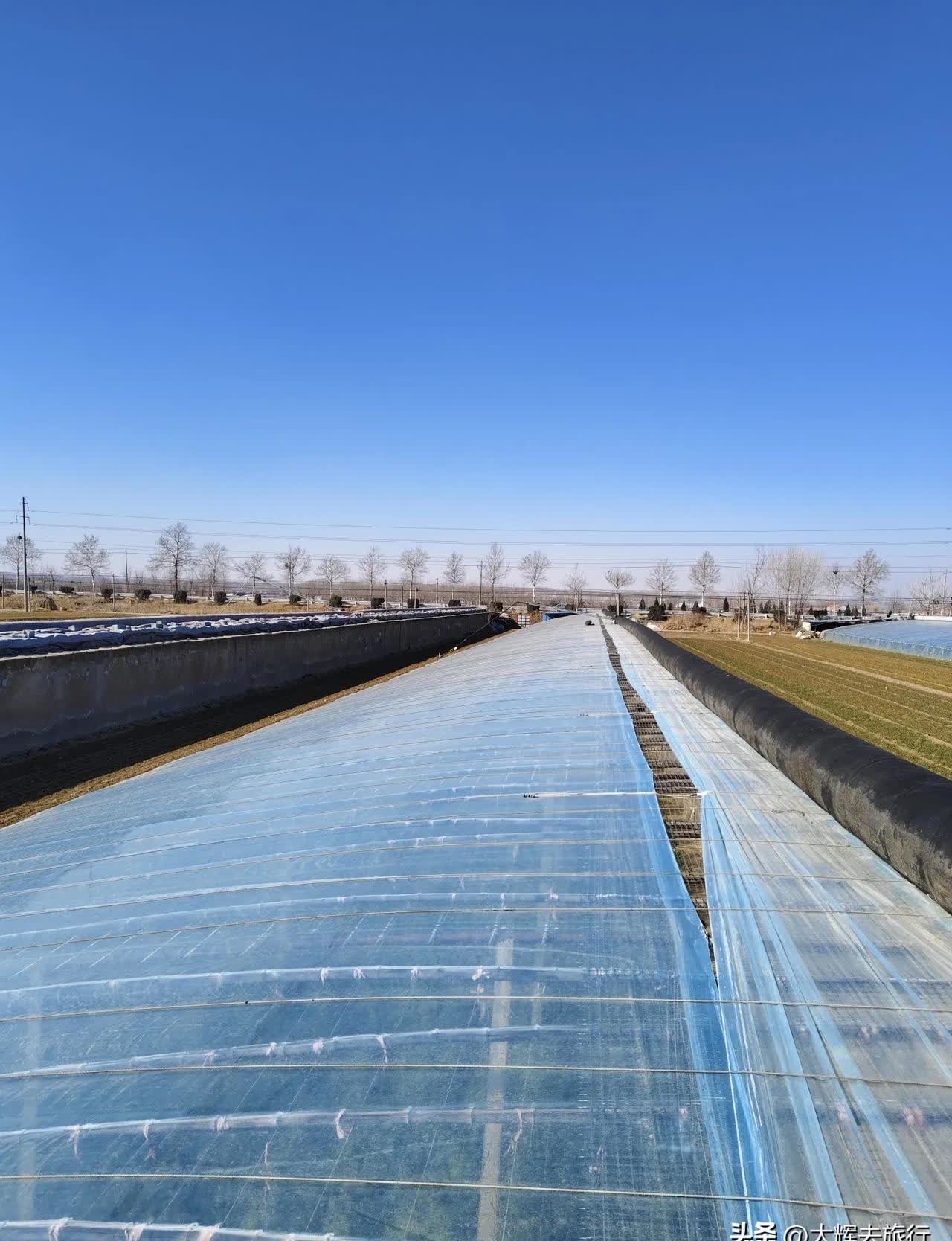 今天上午摘了6桶柿子,下午没什么活大棚也没去