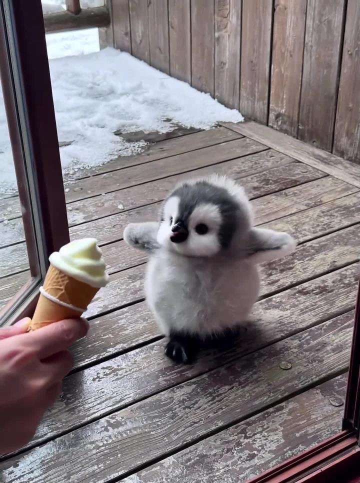 小企鹅吃冰淇淋降温活久见了