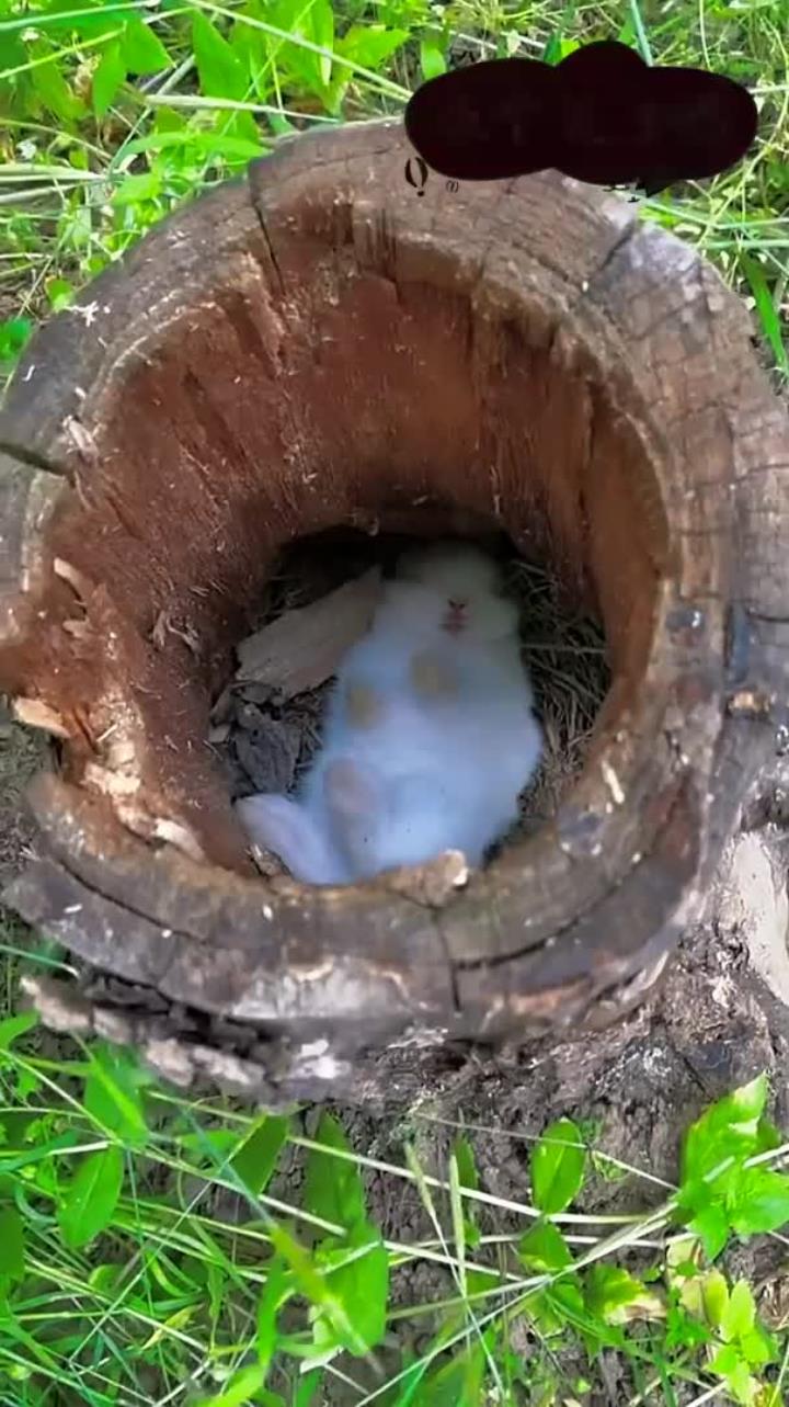 发现一只在树洞睡觉的小兔子