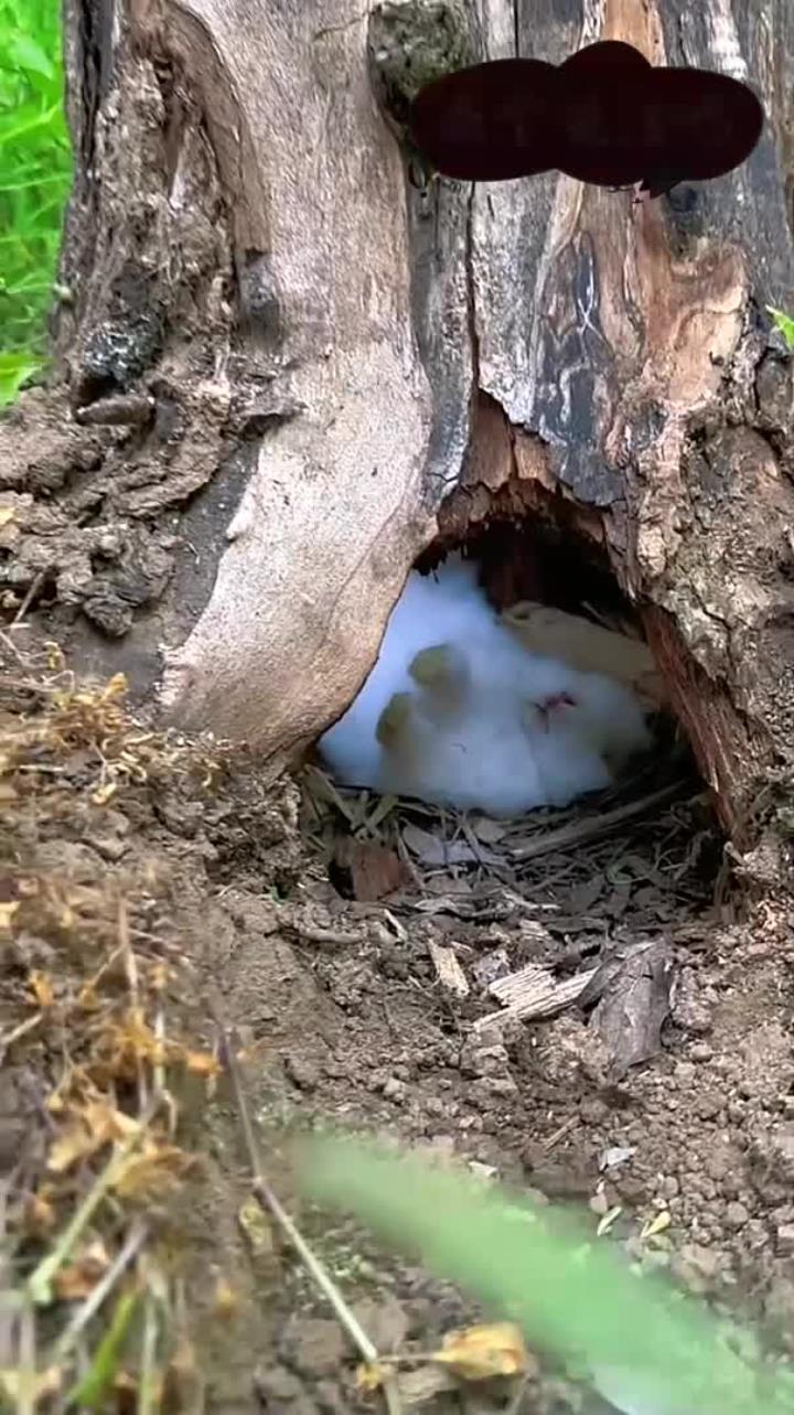 在树洞里睡觉的兔子