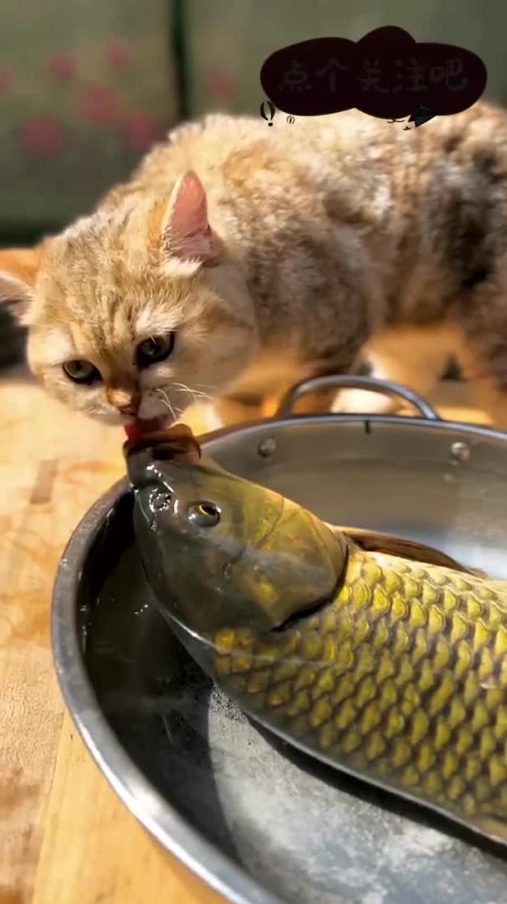 爱吃鱼的小猫咪
