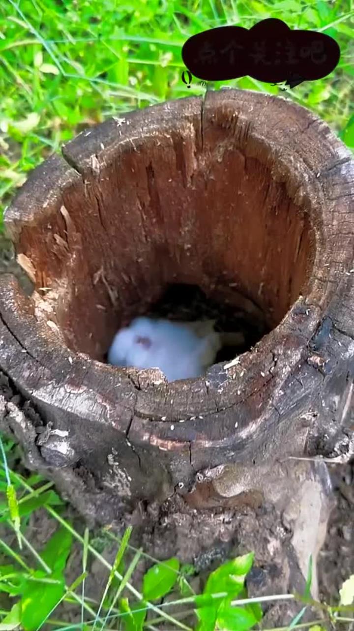兔兔躲在树洞里呼呼大睡
