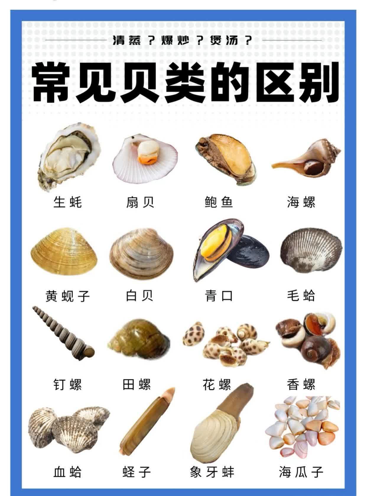 我国常见贝壳的区别,作用,特点及做法,长见识了,收藏