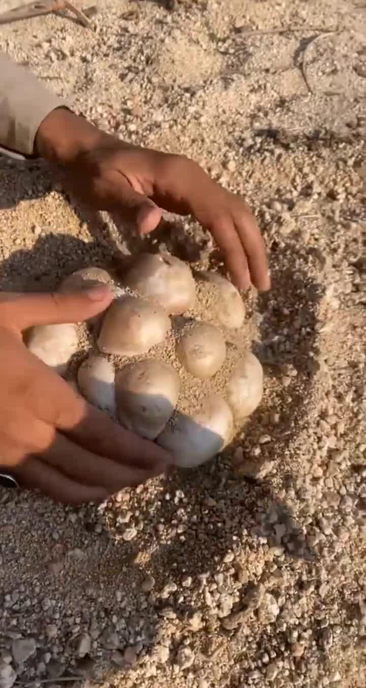 有认识的吗,这是马粪包,大自然的馈赠