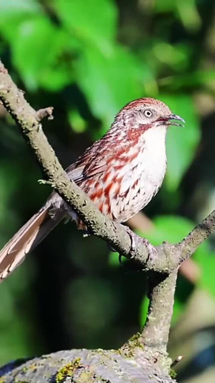 倾听矛纹草鹛的叫声,保护鸟类要从我做起