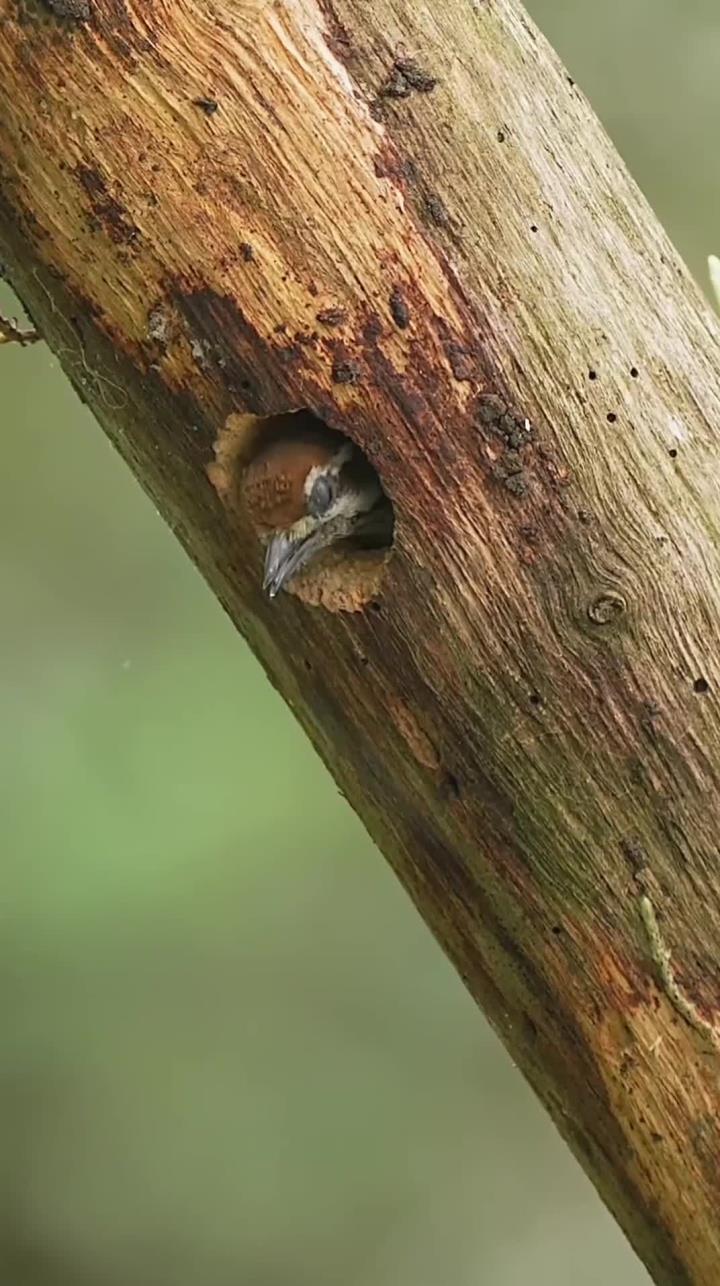 筑巢的斑姬啄木鸟