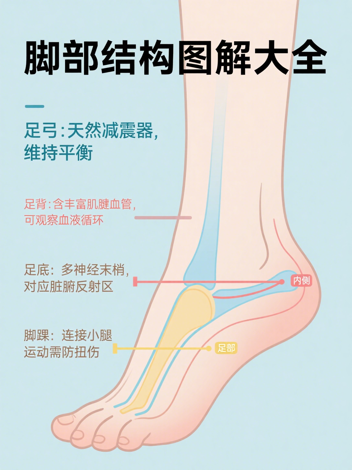 脚部部位图解大全 脚部是人体支撑与运动的重要部位