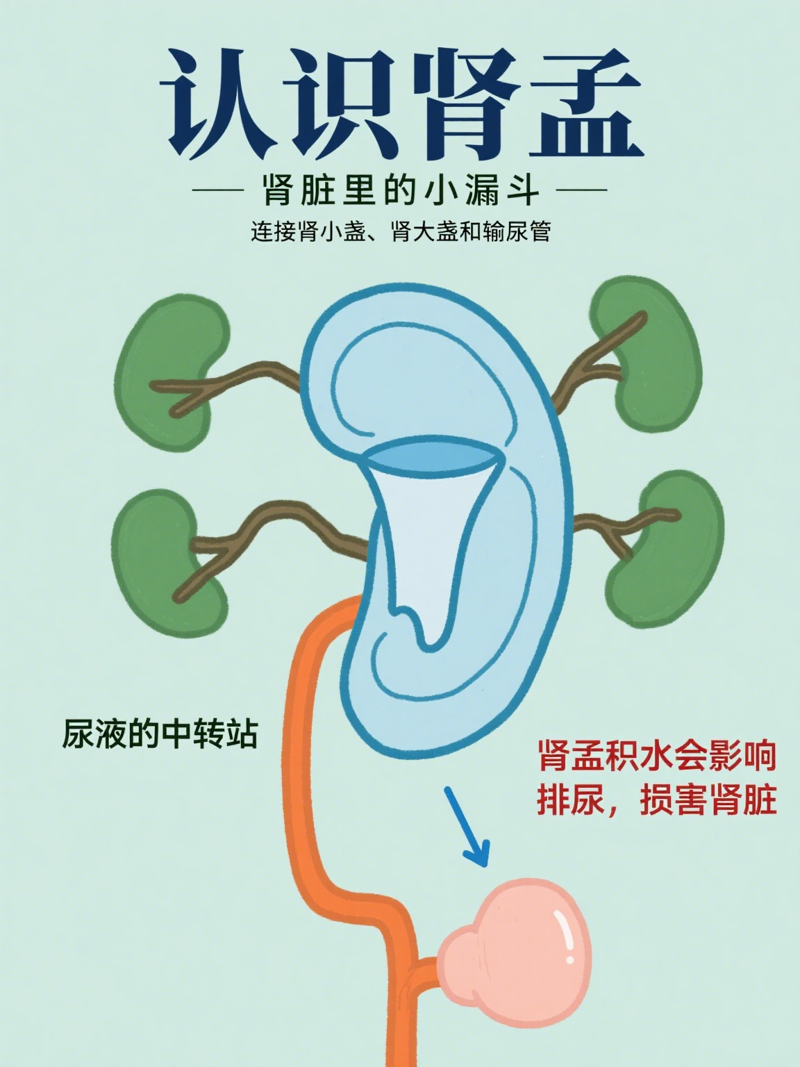 压痛点双肾下面一点是什么部位肾盂输尿管肾孟是什么症状往肾脏里倒水