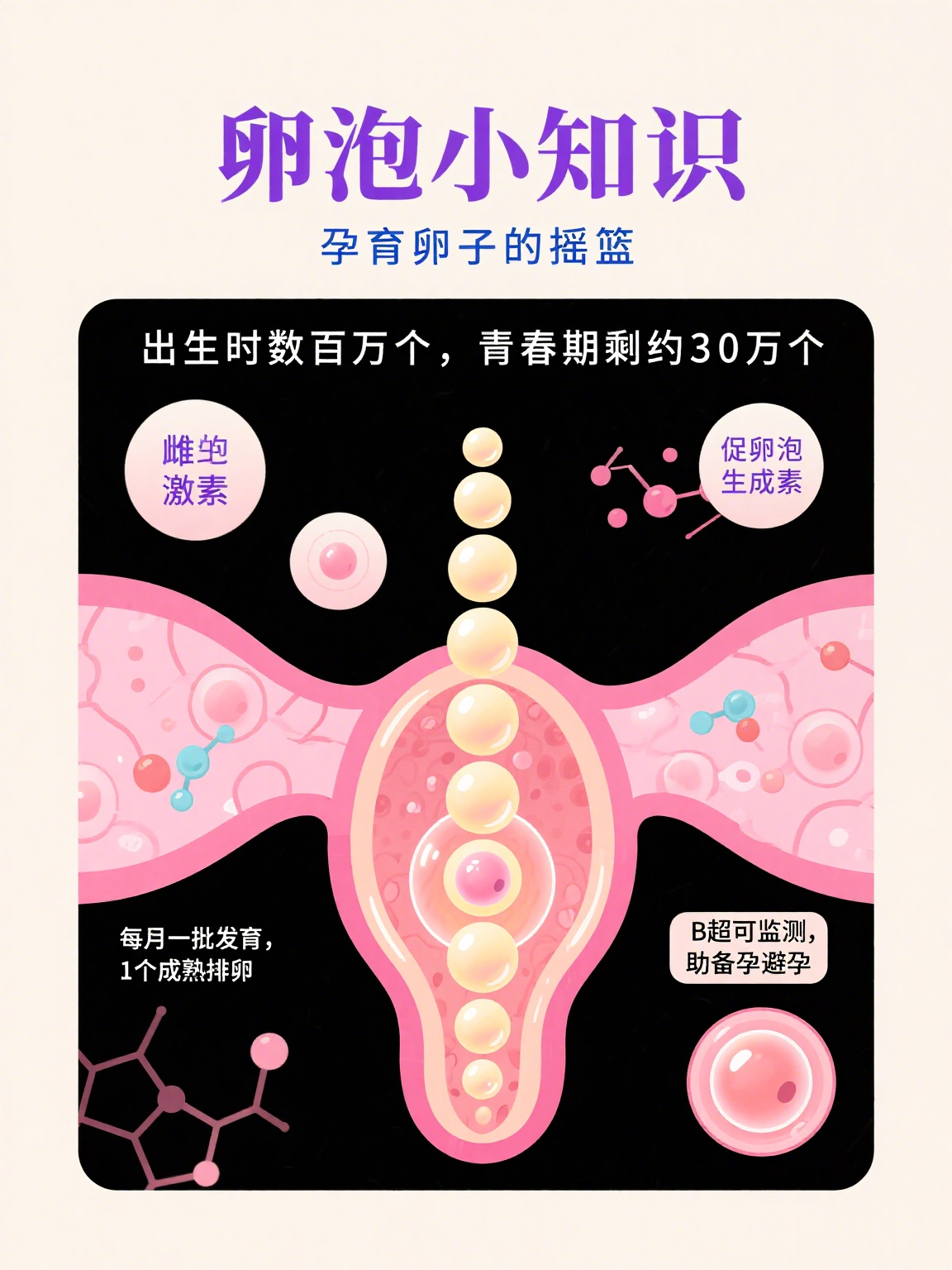 卵泡 卵泡是女性卵巢内的微小结构,是孕育卵子的"摇篮"