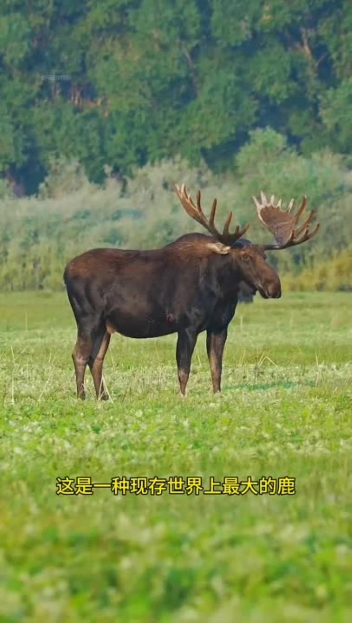 体型硕大的驼鹿,攻击力强悍