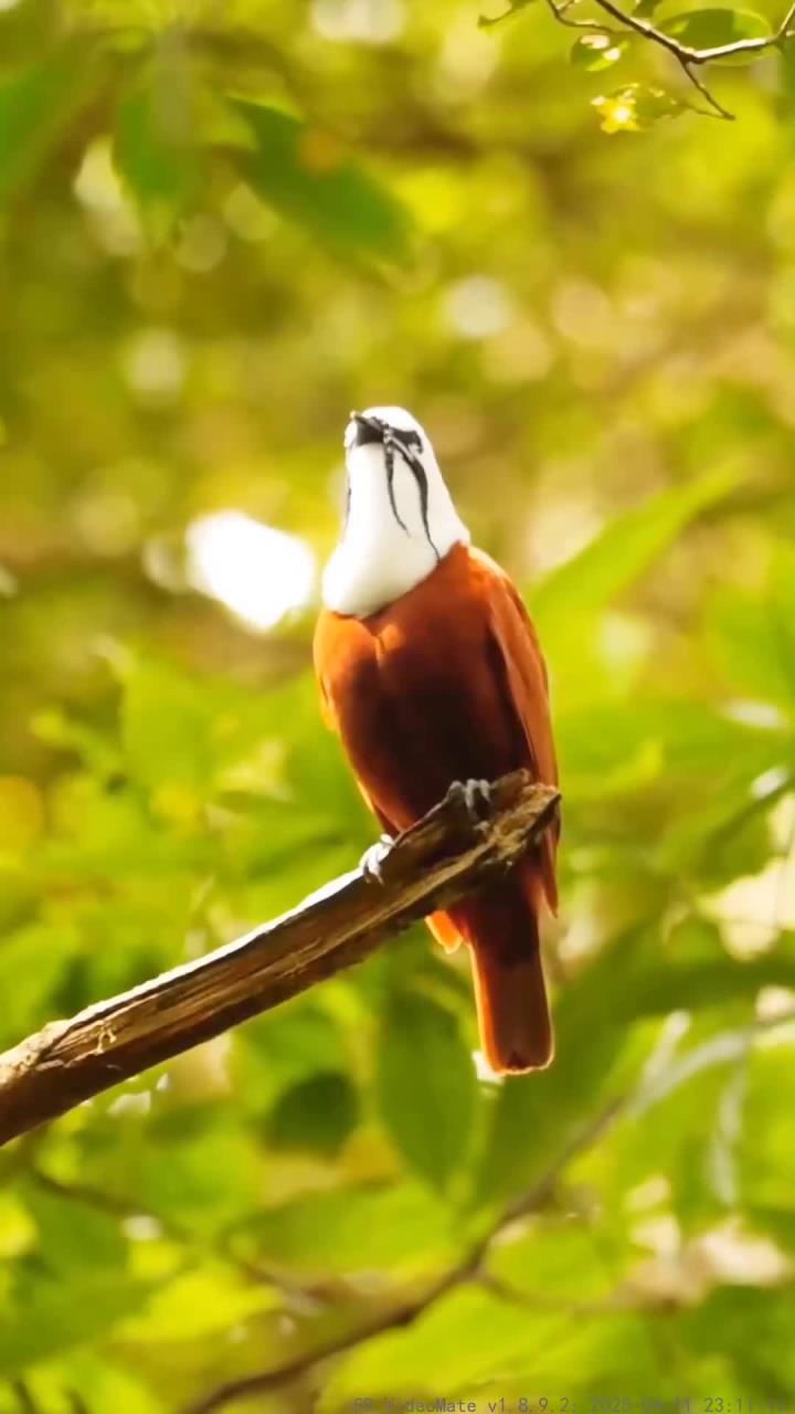 肉垂钟伞鸟"胡子"加持,歌声治愈心灵!