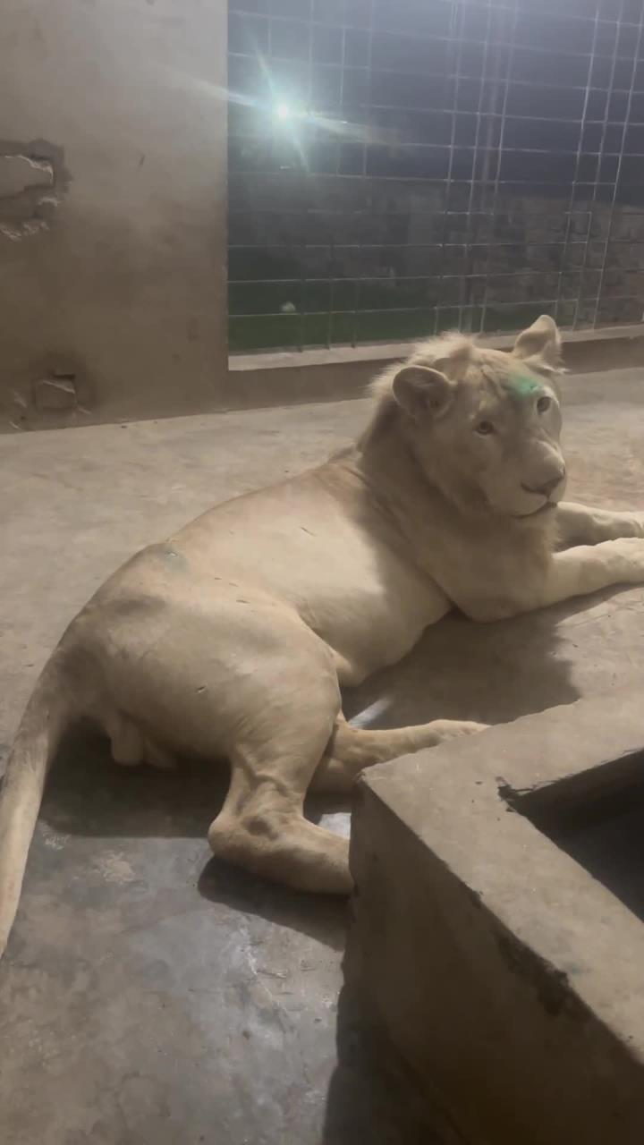 非洲白狮展现欢乐气氛,惊艳瞬间捕捉