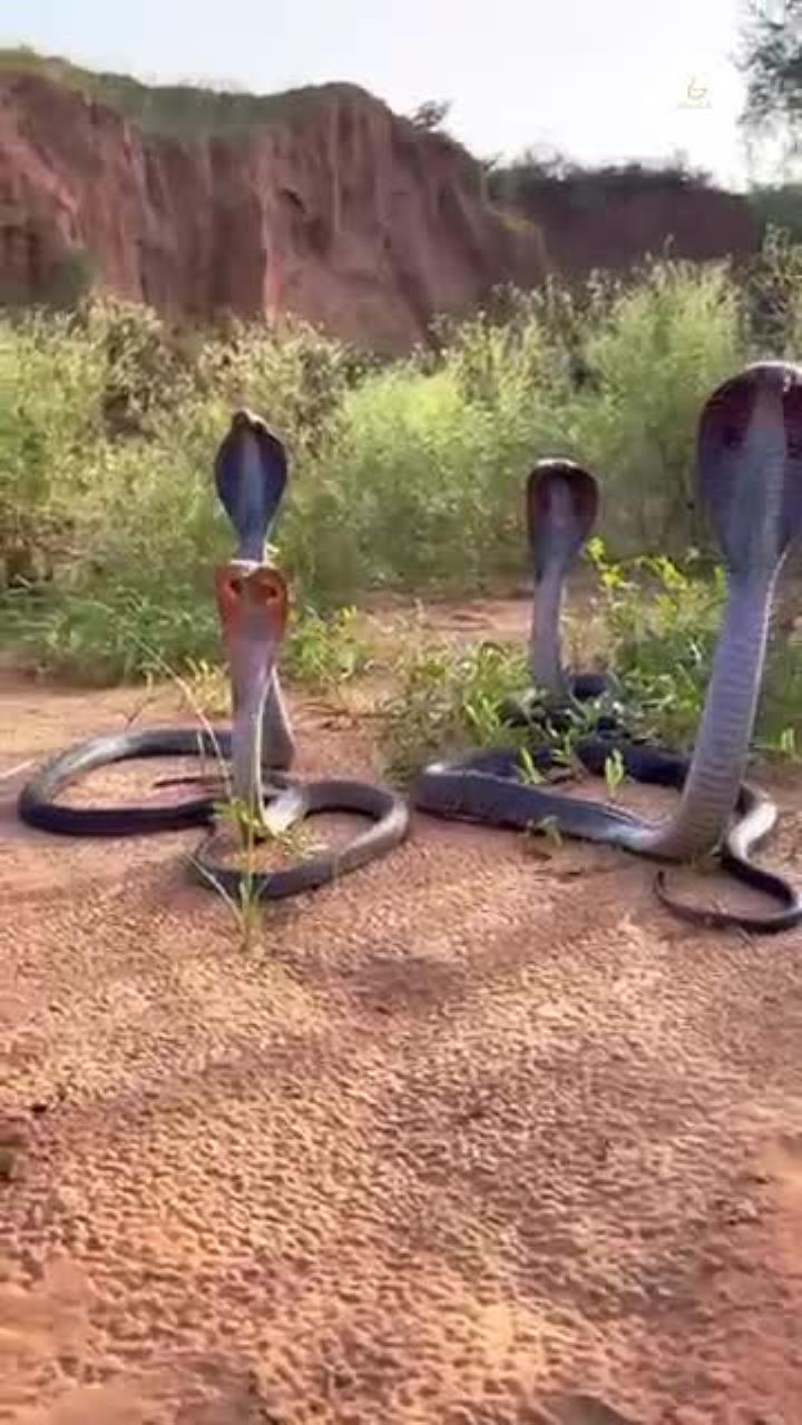 四只眼镜蛇聚集的神秘景象!