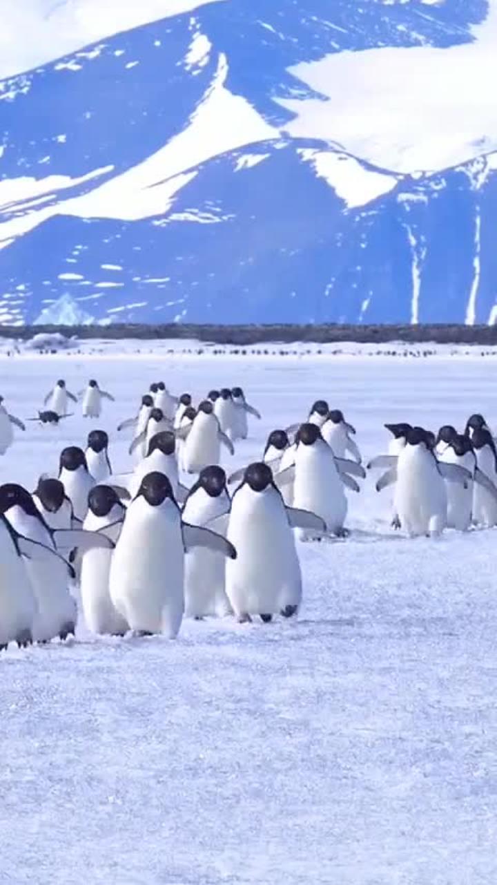 南极阿德利企鹅雪地漫步,感受治愈心灵的脚步声