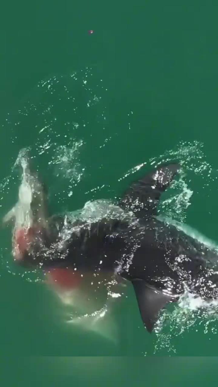 鲨鱼捕猎海豚的惊险瞬间