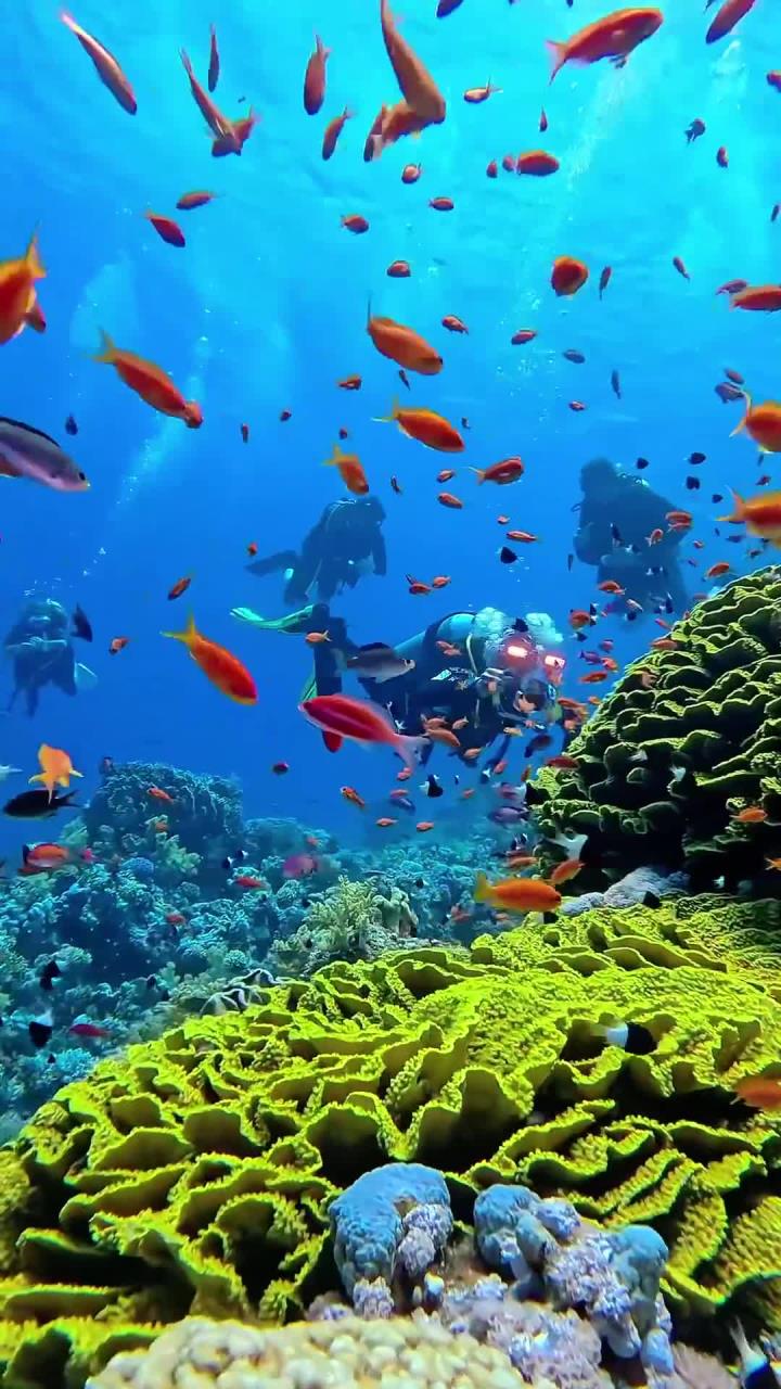 太平洋海底蓝色奇观,五彩斑斓的深海世界!