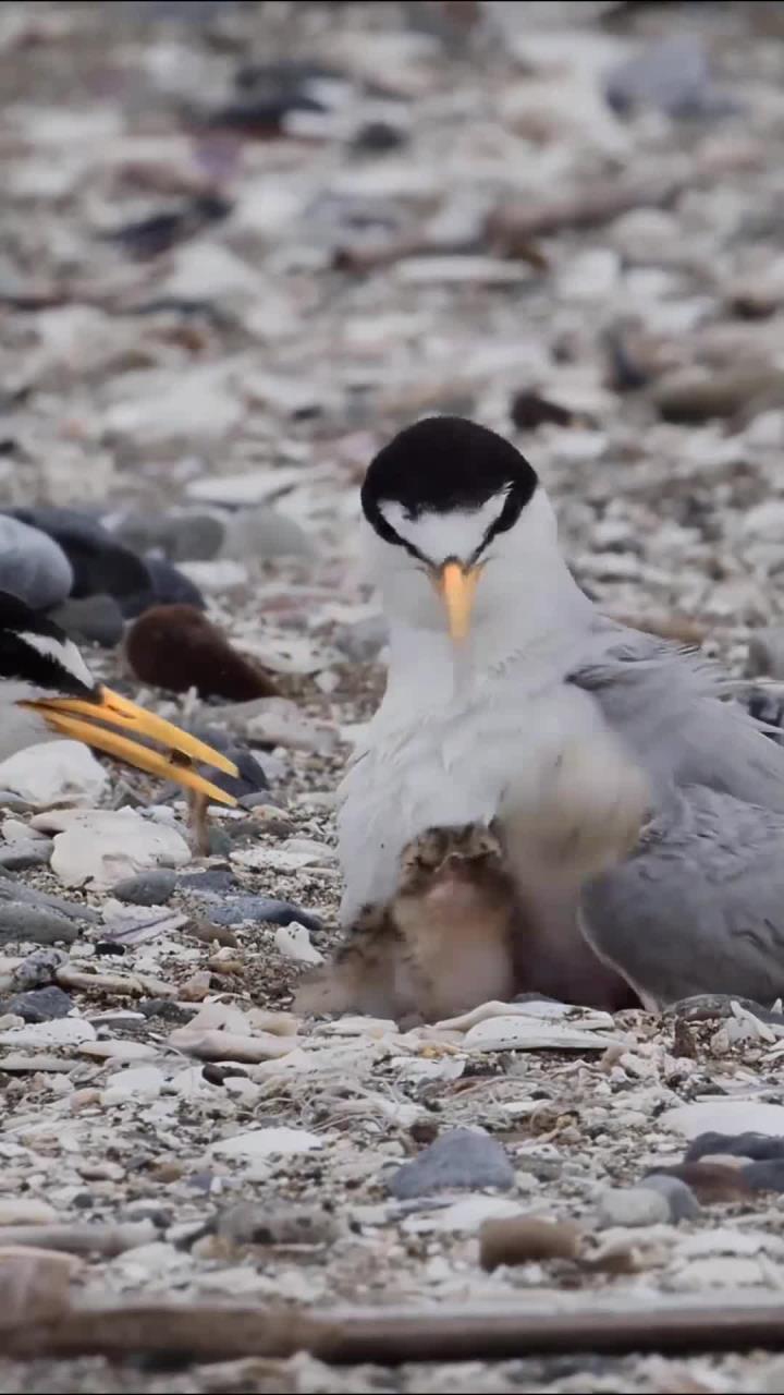 燕鸥宝宝向妈妈讨食,妈妈细心守护喂养