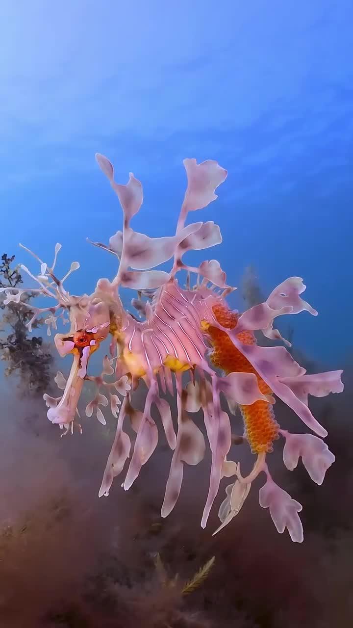 深海中的"叶海龙":优雅如植物却是神秘动物