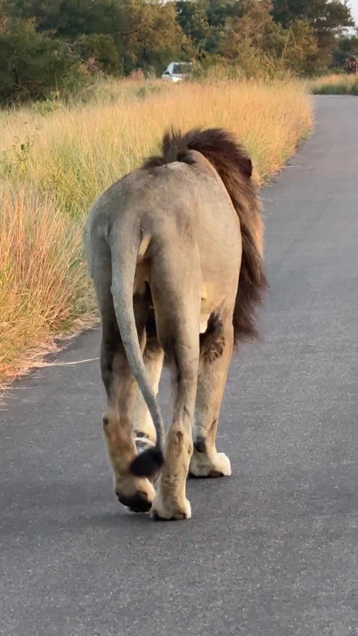 狮子王漫步在道路上,野生动物的壮丽景象