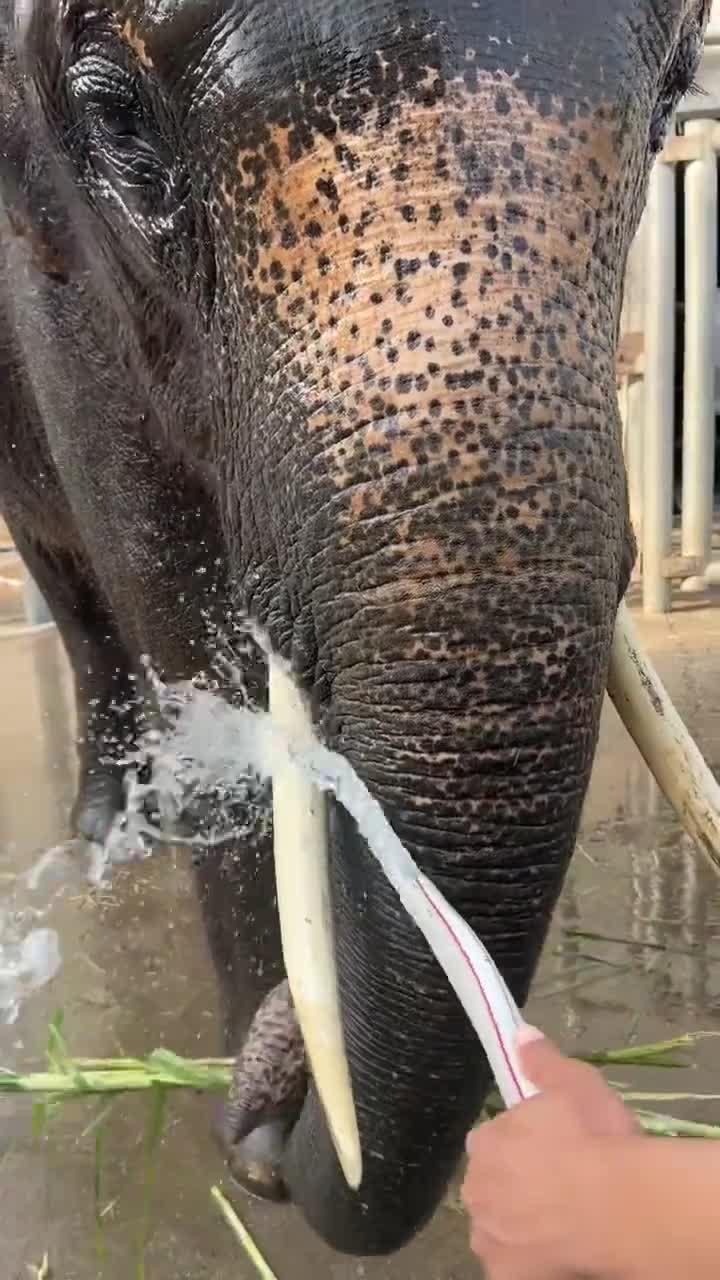 今天牙刷大师开工了,来看看大象洗澡的有趣瞬间