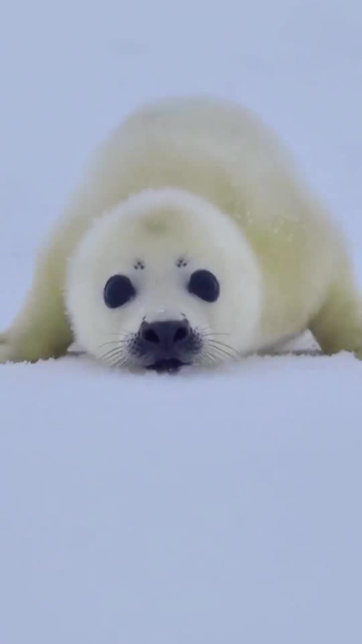 北极海豹幼崽哭泣寻母,画面让人心疼