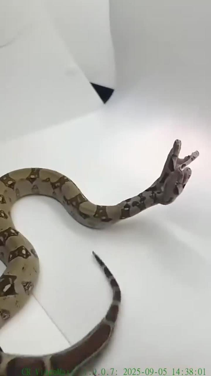 惊险的双头蛇:探索畸形爬行动物的神秘世界