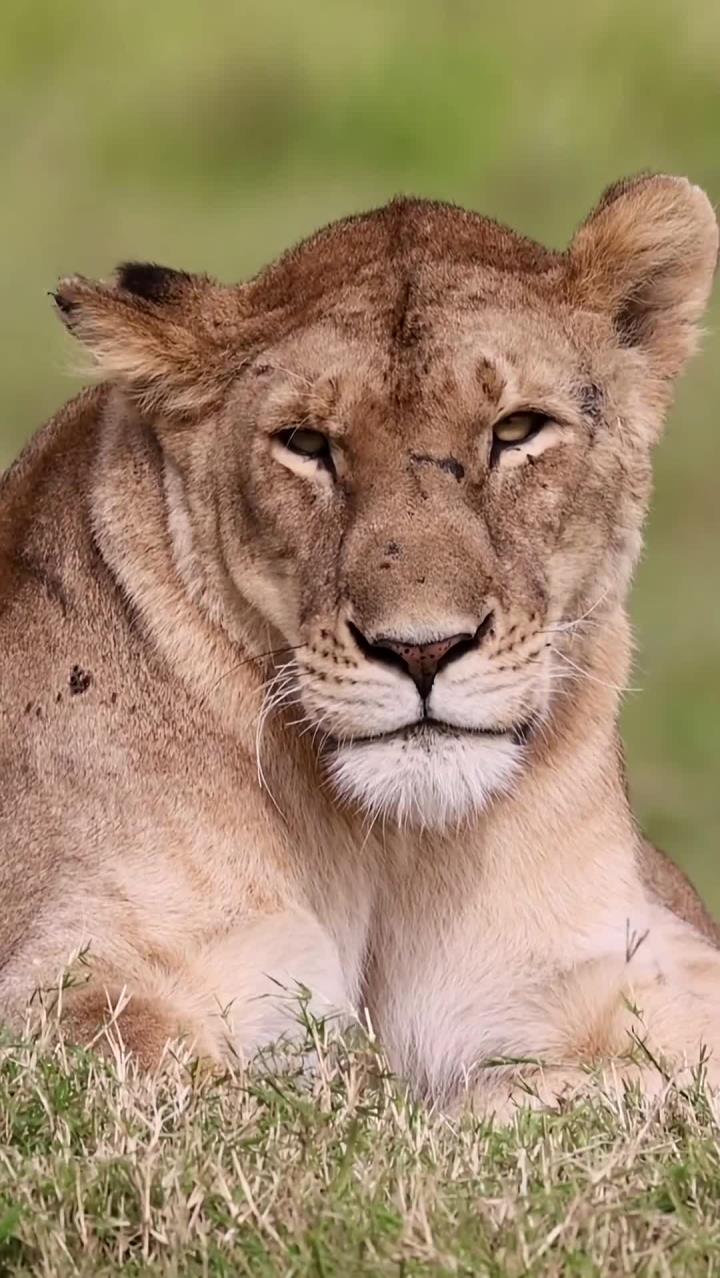 东非玛莎狮群母狮kaleo近距离拍摄如纪录片般美丽的瞬间