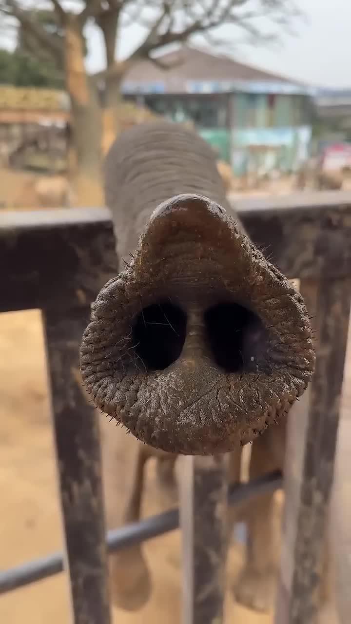 非洲象的鼻子比镊子还稳,简直神奇!