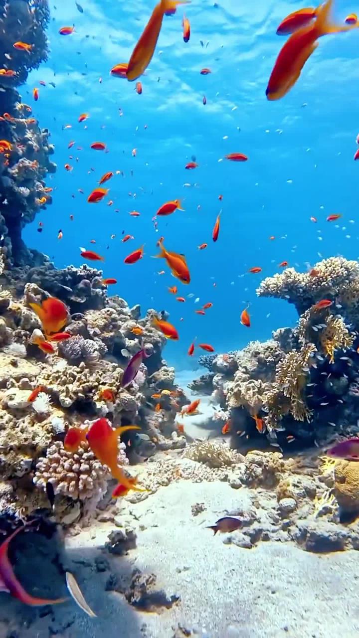 蓝色海底世界,宛如画中的治愈胜地!