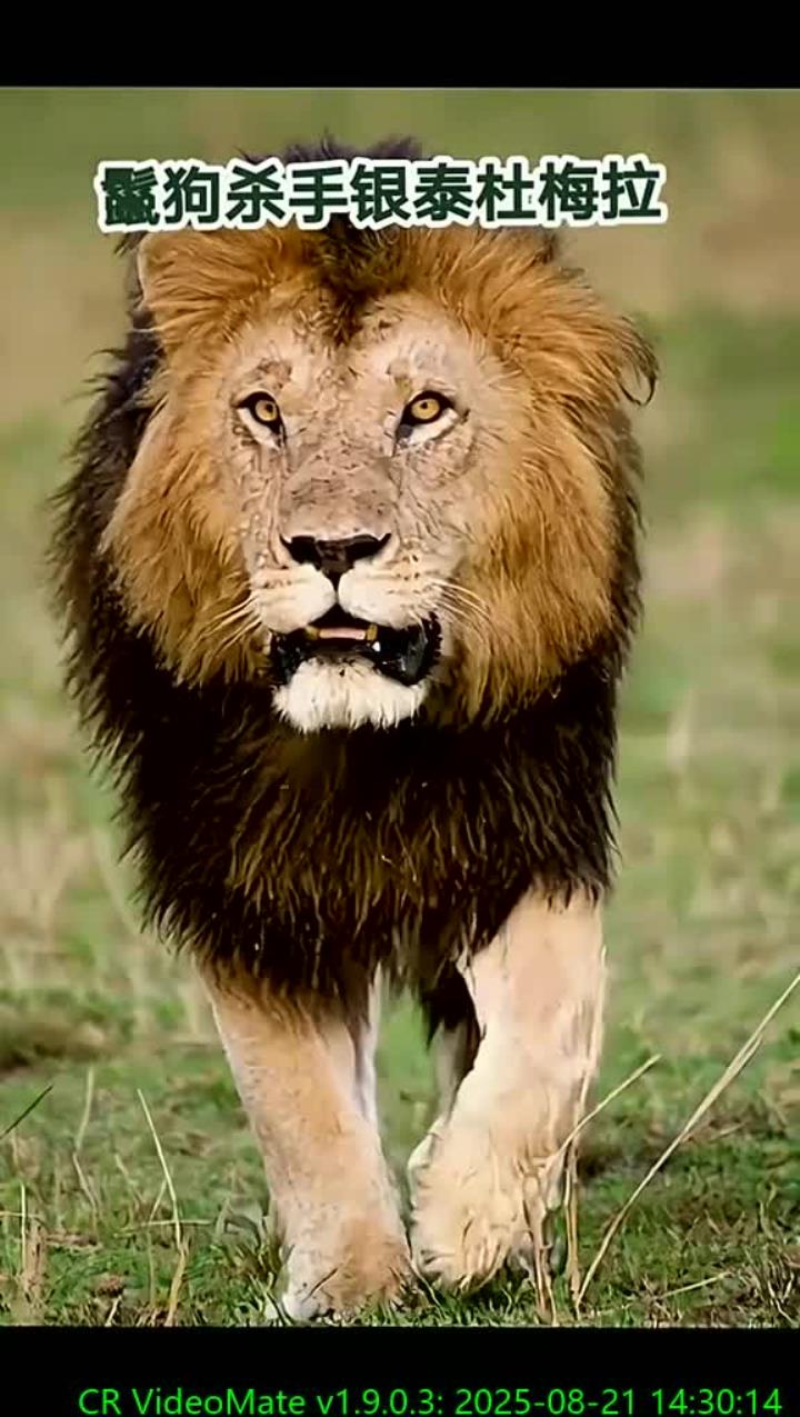 银泰杜梅拉与鬣狗的斗争保护野生动物的重要性