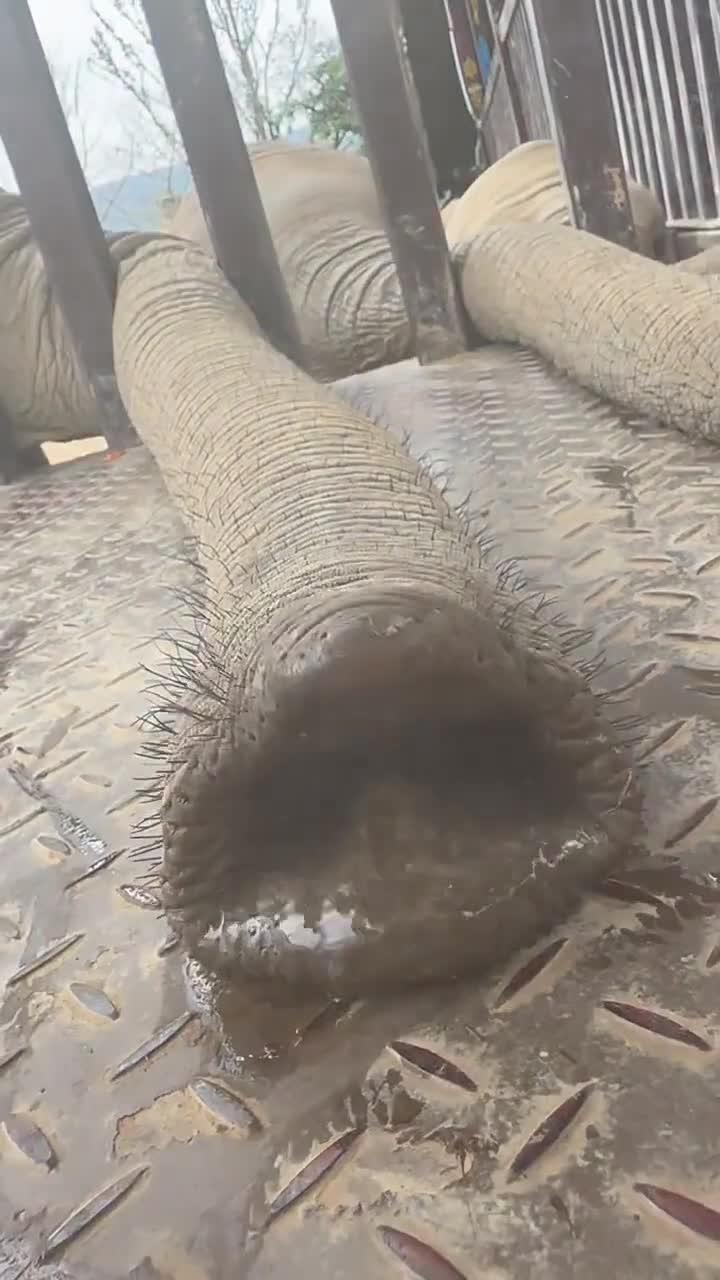 非洲象的鼻子,仔细看竟然有两个鼻尖突起!